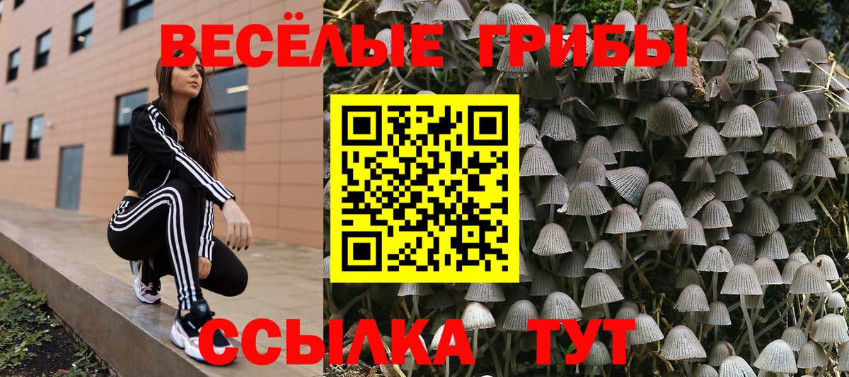 Галлюциногенные грибы Psilocybine cubensis Камышин